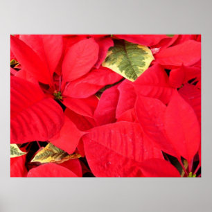 Holly Point Poinsettia's Vakantie Bloemstuk Poster