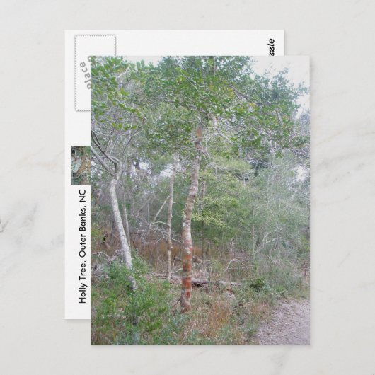 Holly Tree Bark OBX Buxton Natuur Trail Briefkaart (Voorkant / Achterkant)