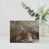 Holly Tree - Sepia Briefkaart (Staand voorkant)