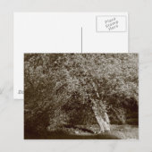 Holly Tree - Sepia Briefkaart (Voorkant / Achterkant)