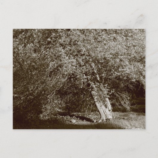 Holly Tree - Sepia Briefkaart (Voorkant)