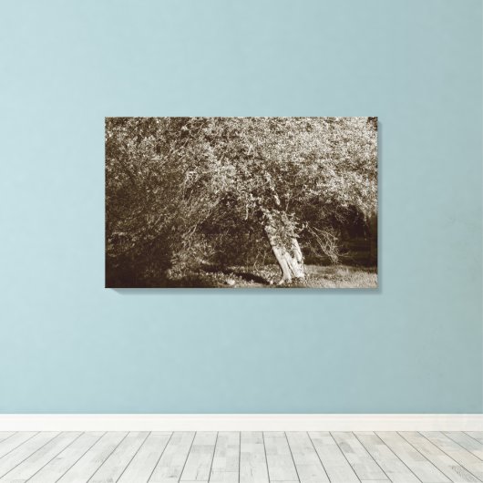 Holly Tree - Sepia Canvas Afdruk (Insitu (Houten vloer))