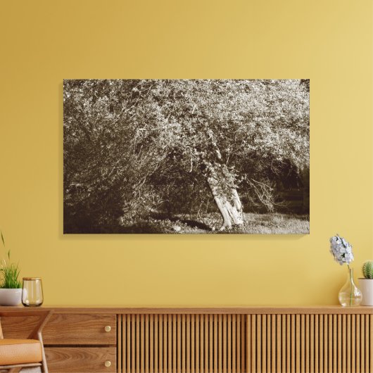 Holly Tree - Sepia Canvas Afdruk (Insitu (Woonkamer))