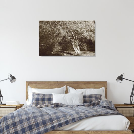 Holly Tree - Sepia Canvas Afdruk (Insitu (Slaapkamer))