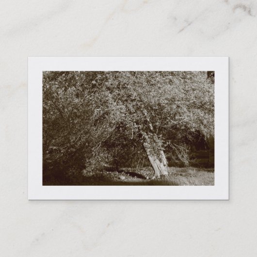 Holly Tree - Sepia (grens) Visitekaartje (Voorkant)