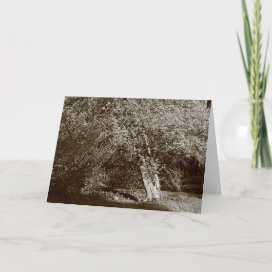 Holly Tree - Sepia Kaart (Voorkant)