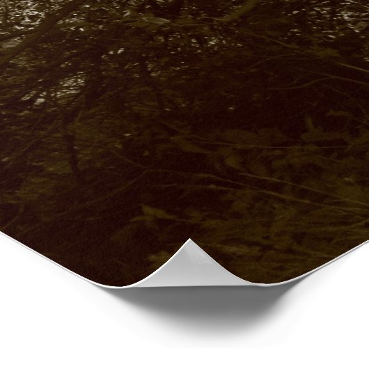 Holly Tree - Sepia Poster (Hoek)