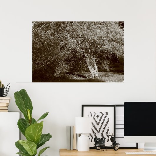 Holly Tree - Sepia Poster (Thuiskantoor)