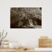 Holly Tree - Sepia Poster (Keuken)