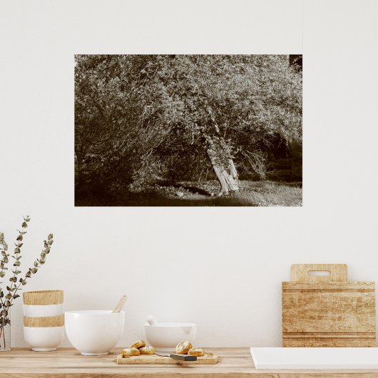 Holly Tree - Sepia Poster (Keuken)