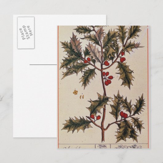 Holly uit 'A Curious Herbal', 1782 Briefkaart (Voorkant / Achterkant)
