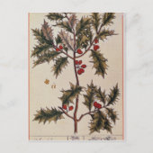 Holly uit 'A Curious Herbal', 1782 Briefkaart (Voorkant)