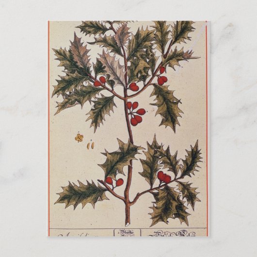 Holly uit 'A Curious Herbal', 1782 Briefkaart (Voorkant)