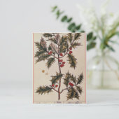 Holly uit 'A Curious Herbal', 1782 Briefkaart (Staand voorkant)