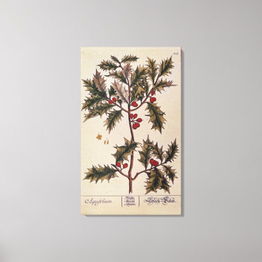 Holly uit 'A Curious Herbal', 1782 Canvas Afdruk (Voorkant)