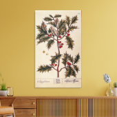 Holly uit 'A Curious Herbal', 1782 Canvas Afdruk (Insitu (Woonkamer))