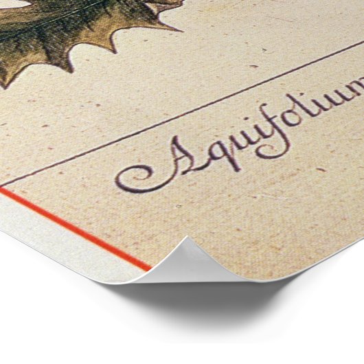 Holly uit 'A Curious Herbal', 1782 Poster (Hoek)