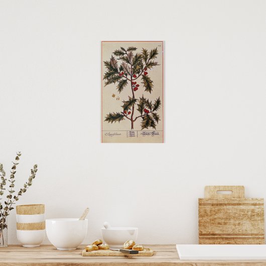 Holly uit 'A Curious Herbal', 1782 Poster (Keuken)