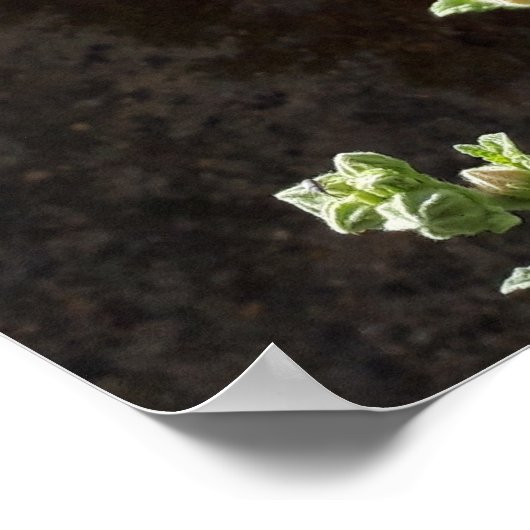 Hollyhocbloem, Alcea Alba Poster (Hoek)