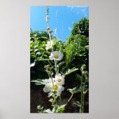Hollyhocbloem, Alcea Alba Poster (Voorkant)