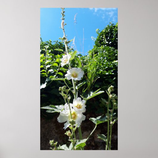 Hollyhocbloem, Alcea Alba Poster (Voorkant)