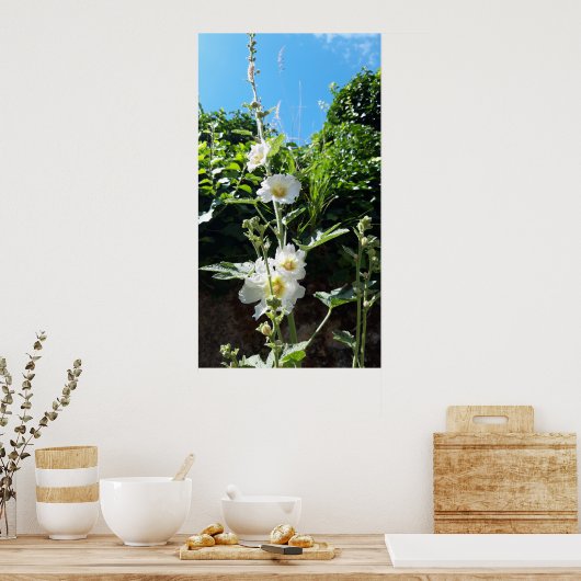 Hollyhocbloem, Alcea Alba Poster (Keuken)