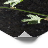Hollyhocbloem, Alcea Alba Poster (Hoek)