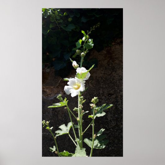 Hollyhocbloem, Alcea Alba Poster (Voorkant)