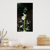 Hollyhocbloem, Alcea Alba Poster (Keuken)