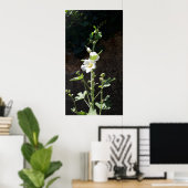 Hollyhocbloem, Alcea Alba Poster (Thuiskantoor)