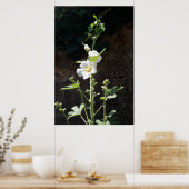 Hollyhocbloem, Alcea Alba Poster (Keuken)