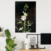 Hollyhocbloem, Alcea Alba Poster (Thuiskantoor)