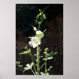 Hollyhocbloem, Alcea Alba Poster
