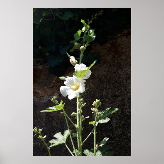 Hollyhocbloem, Alcea Alba Poster (Voorkant)