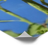 Hollyhocbloem, Alcea Rosea Poster (Hoek)