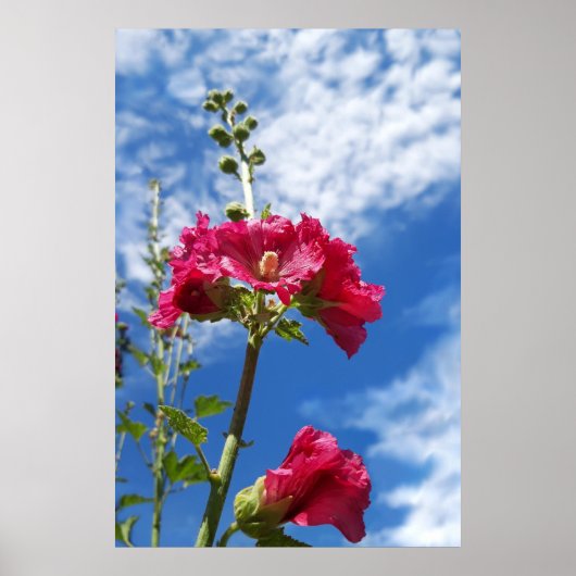 Hollyhocbloem, Alcea Rosea Poster (Voorkant)