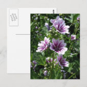 Hollyhock Briefkaart (Voorkant / Achterkant)