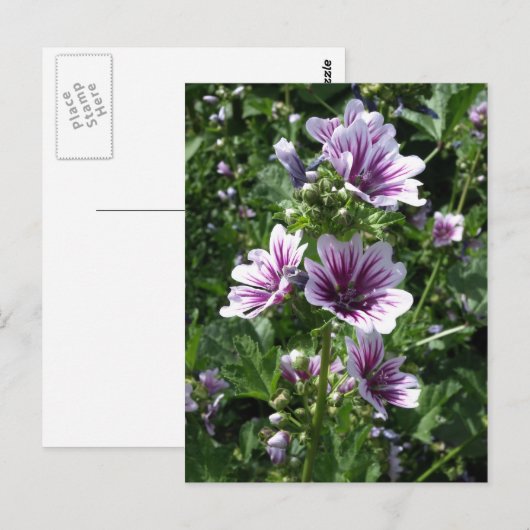 Hollyhock Briefkaart (Voorkant / Achterkant)