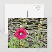 Hollyhock door een traditionele Oekraïense omheini Briefkaart (Voorkant / Achterkant)