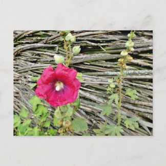 Hollyhock door een traditionele Oekraïense omheini Briefkaart