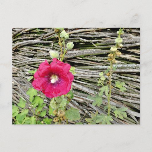 Hollyhock door een traditionele Oekraïense omheini Briefkaart (Voorkant)