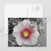 Hollyhock op Ile de Re, Frankrijk Briefkaart (Voorkant / Achterkant)