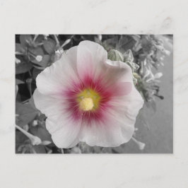 Hollyhock op Ile de Re, Frankrijk Briefkaart
