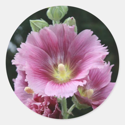 Hollyhock Ronde Sticker (Voorkant)