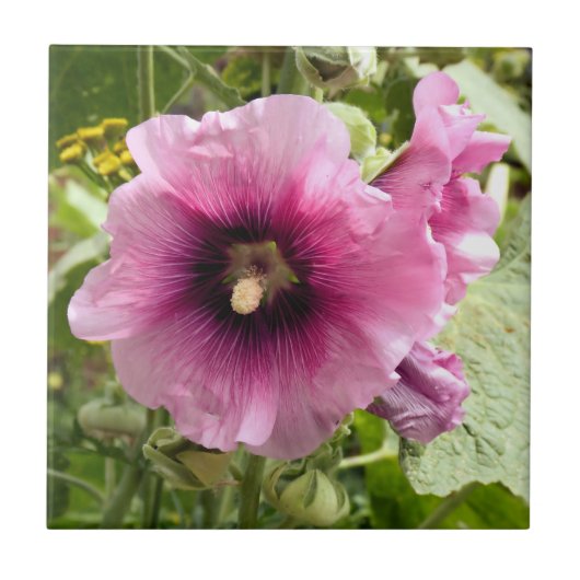 HOLLYHOCK TEGELTJE (Voorkant)