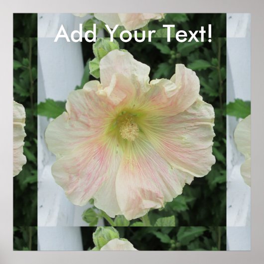 Hollyhock White  Flower Poster (Voorkant)