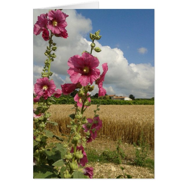 Hollyhocks (Voorkant)