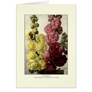 Hollyhocks