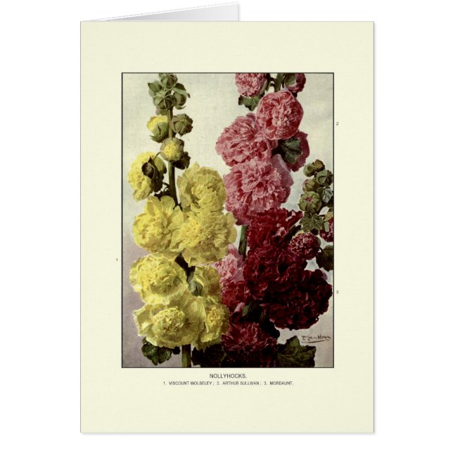 Hollyhocks (Voorkant)