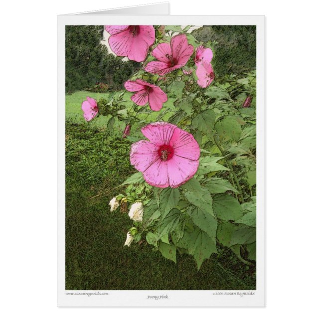 Hollyhocks (Voorkant)